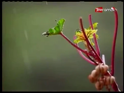 Florecimiento de los guayacanes un espectáculo natural