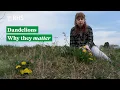 Download Lagu Why dandelions matter | The RHS