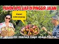 Download Lagu PERTAMA PANEN APEL DI PINGGIR JALAN MALU TAPI MAU HE HE DAPAT BANYAK LUMAYAN GRATIS ‼️