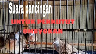 suara perkutut ombyokan saya bagus untuk pancingan saat ngombyok 