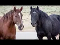 Wild Mustangs reunite at Skydog Sanctuary
