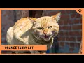 Orange Tabby Cat Everything you need to know