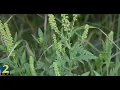Dr Erinn Gardner Talks Fall Allergies in Atlanta on WSB-TV