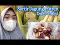 Download Lagu Sortir Jagung Putren dapet jengkol 😮😇🤠