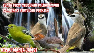 suara pikat trucukan kombinasi sirtu dan prenjak