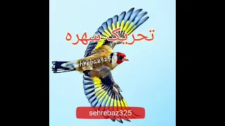 تحریک سهره برای اواز خواندن دندنها