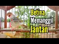 Download Lagu PRENJAK BETINA | PRENJAK BETINA Gacor Istimewa suara jernih, Cocok buat MASTERAN \u0026 PANCINGAN |