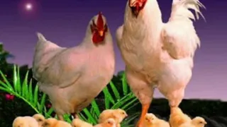 عائلة الدجاجة بالفرنسية LA FAMILLE POULE 