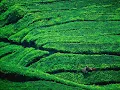Planting Season   with background Chopin's Nocturne C Sharp15MB