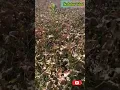 Download Lagu Jangan Ditiru! Tanam Kacang Hijau Disemprot Herbisida