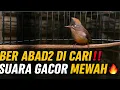 Download Lagu REJEKI ! BER ABAD² CARI BURUNG KECIL SEPERTI INI GAK DAPET ! PAS GACOR SUARANYA MEWAH