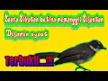 Suara burung sikatan/Kipasan || pancingan betina memanggil sijantan