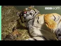Download Birth of Twin Tiger Cubs | Tigers About The House | BBC mp4 3gp mp3 videos - waplic