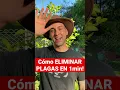 Download Lagu No MÁS PLAGAS En Tus PLANTAS❗️ Usando Este INSECTICIDA SUPER-POTENTE 🎇