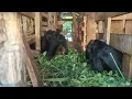 Download Lagu TERNAK KAMBING DIREMEH KAN teryata bapak ini membuktikan ho,.