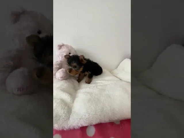 動画