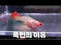구피 폭번의 비결은 여기에 있습니다!
