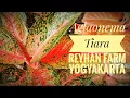 Aglaonema Tiara