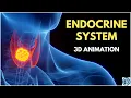 Endocrine System Anatomy and Physiology 3D Glands Hormones Animation