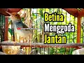 Download Lagu PRENJAK BETINA Gacor menggoda PRENJAK JANTAN Sangat Ampuh buat Pancingan Ataupun Masteran.