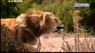 حيوانات منقرضة ذوات الاسنان السيفية ماقبل التاريخ 