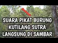 Suara pikat burung kutilang sutra mantap langsung di sambar || jernih