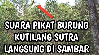 Download Suara pikat burung kutilang sutra mantap langsung di sambar || jernih MP3