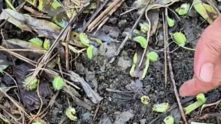 TIGI sa Oil Palm Tree sobrang dami at Sobrang Kati
