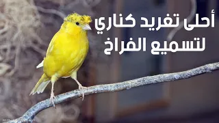 أحلى تغريد كناري لتعليم الفراخ Chant Canari 