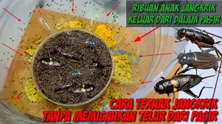 Download Tutorial! cara ternak jangkrik tanpa memisahkan telur dari pasir MP3