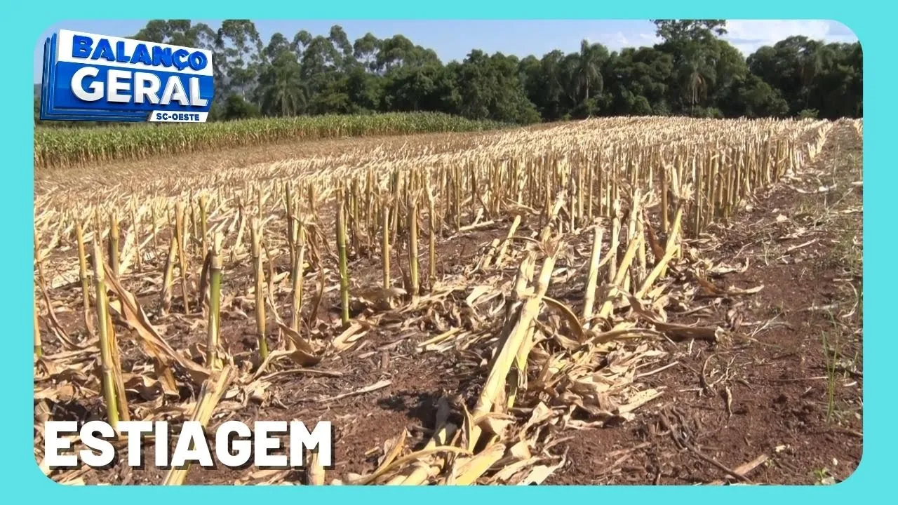 Produtores do Oeste estimam perdas de até 60% na safra de milho por conta da estiagem