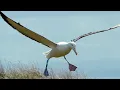 Albatrosses Use Their Nostrils To Fly | Nature's Biggest Beasts | BBC Earth