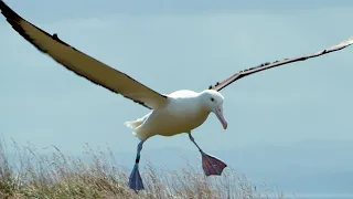 Download Albatrosses Use Their Nostrils To Fly | Nature's Biggest Beasts | BBC Earth MP3