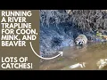 Running a River Trapline for Coon Mink Beaver and Muskrats Beaver kept clogging up my sets
