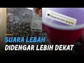 Download Lagu Unik, Suara Lebah Jika Didengar Lebih Dekat - Liputan6.com