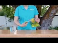 How to use the RESCUE Disposable Fly Trap