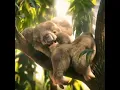 Download Lagu Ed Sheeran as a Koala🐨🐨🐨🐨🐨🐨🐨🐨🐨🐨🐨🐨🐨🐨🐨🐨🐨🐨🐨🐨🐨🐨🐨🐨🐨🐨🐨🐨🐨🐨🐨🐨🐨🐨🐨🐨🐨🐨🐨