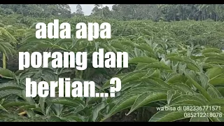 Download DIANTARA PORANG DAN BERLIAN MP3