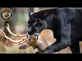 Download Lagu Selva Amazónica: El Encuentro de los Depredadores Más Letales #animalessalvajes | Reino Animal