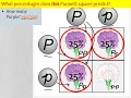 Punnett Squares and How to Set Them Up