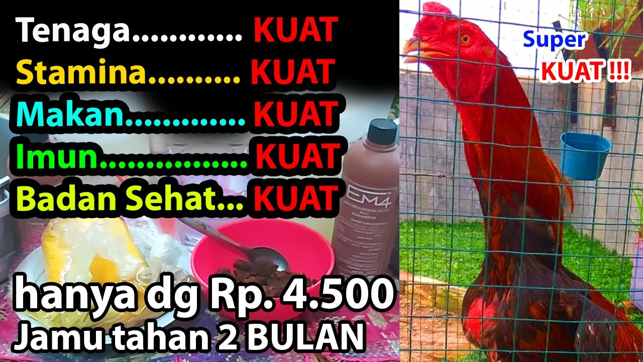 Ciri ciri ayam bangkok klasik