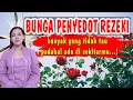 Download Lagu kembang sakti tanpo aji..! DAYA GAIB BUNGA PENYEDOT REZEKI MP3