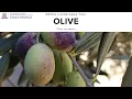 Edible Landscapes Tour Olive Olea Europea