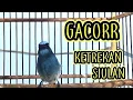 Download Lagu Suara ketrekan selendang biru | Ampuh untuk terapi bunyi