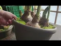 Perfect Planters for Amaryllis Bulbs