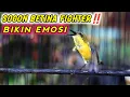 Download Lagu SOGON BETINA PIKAT‼️ PANGGILAN SOGON BETINA GACOR NGLEPER PENJEBOL EMOSI JANTAN !