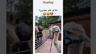 فيديو مضحك جدا 2024 مواقف مضحكة اتحداك ما تموووت من الضحك 