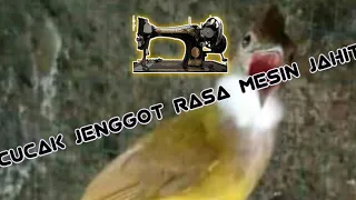 cucak jenggot suara mesin jahit masteran mantap 