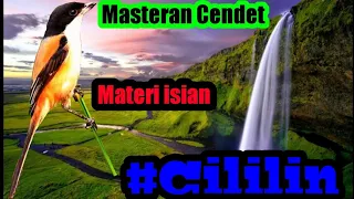 Download Audio Masteran Cendet #matericililin MP3