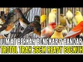 Download Lagu 🔴 SPESIAL JUMAT BERKAH BONGKAR 2 BANDAR SEKALIGUS PROMO BELI ECER HARGA GROSIR 0838-7553-6945